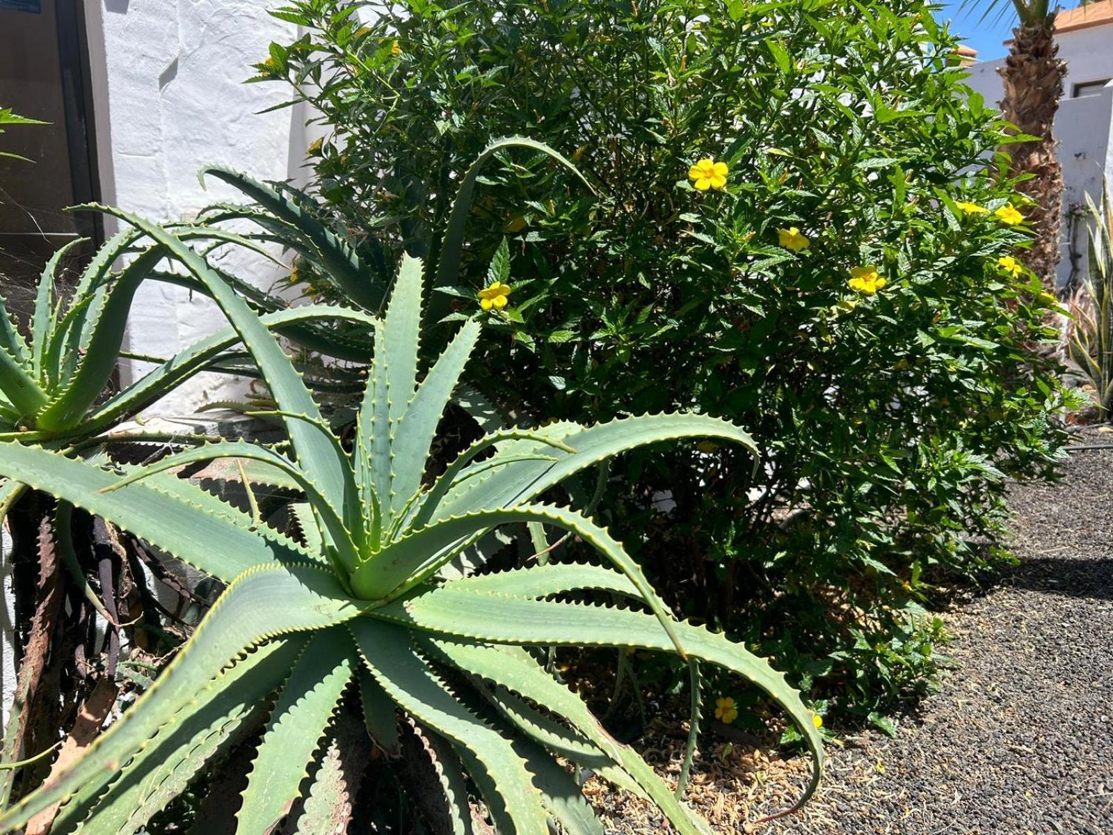 Apartamentos Gala Corralejo Eksteriør bilde